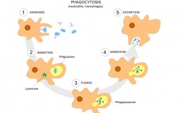 Altered Immune Cells in Relapsing Remitting Multiple Sclerosis Patients Cause Reduced Immune Capacity