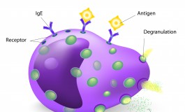 Masitinib Shows Promise in Study For Treating Progressive MS Patients