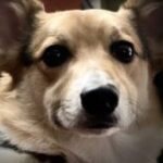 Profile photo of Hankgirl