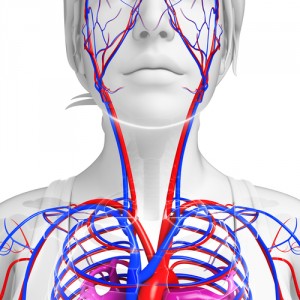 MS neck veins