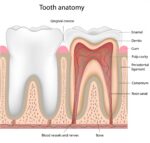stem cells and gum tissue
