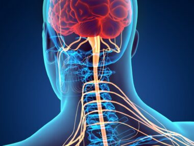 central nervous system