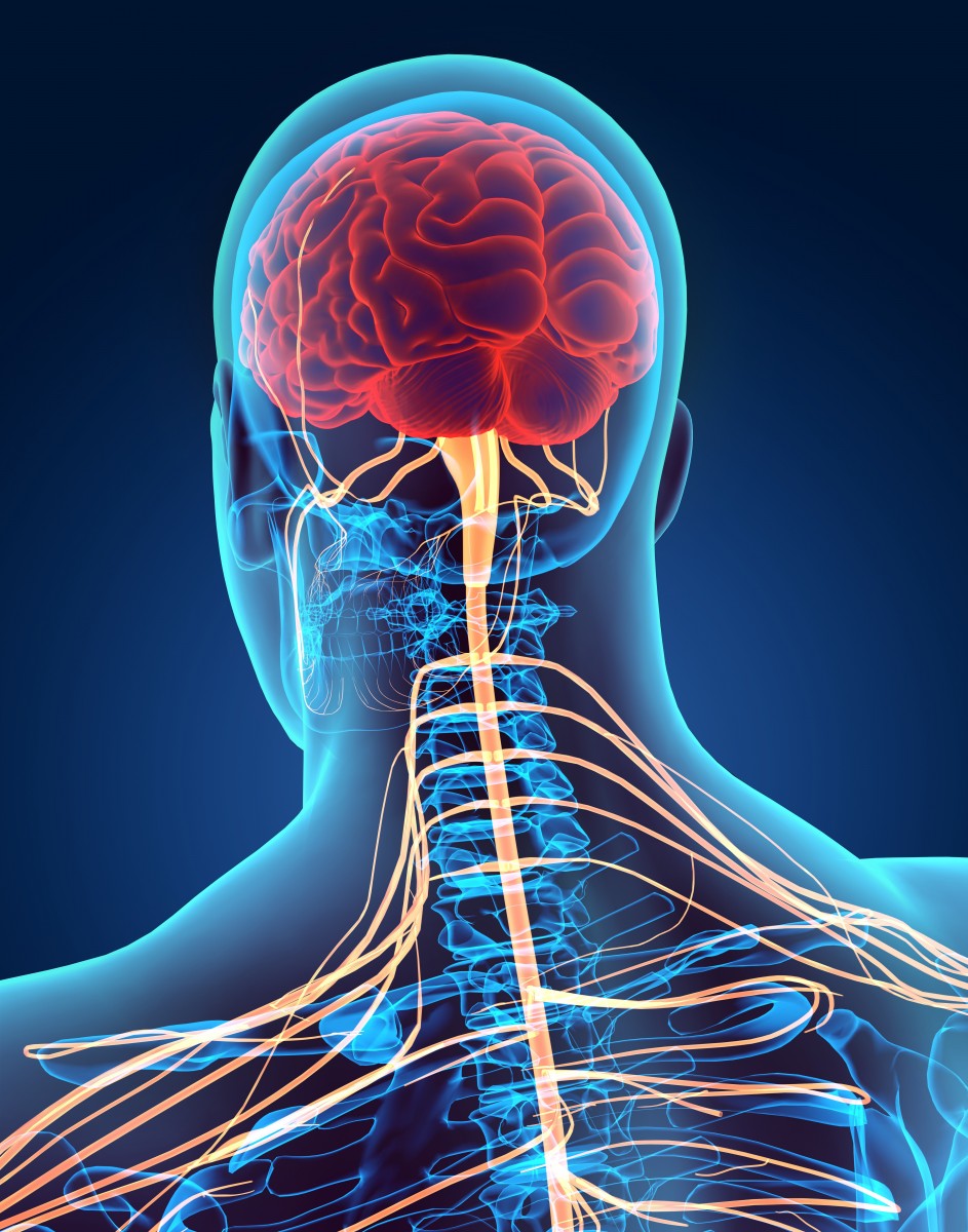 central nervous system