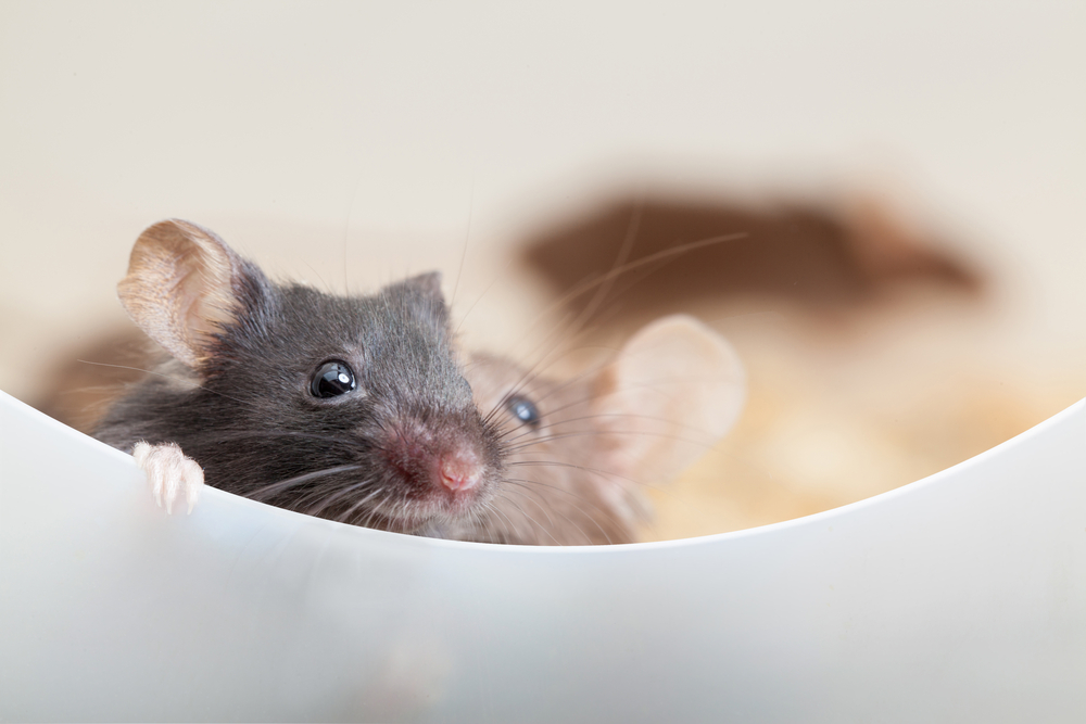 mice, trauma and MS