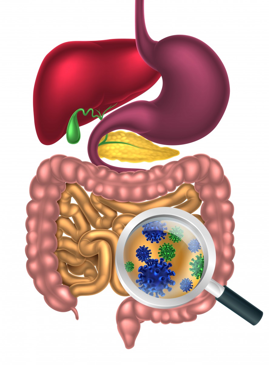 gut micro biome and MS