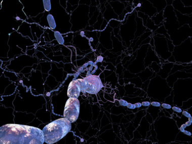 myelin and MS