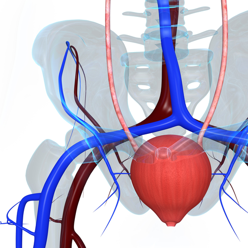 Overactive Bladder In Ms Multiple Sclerosis News Today