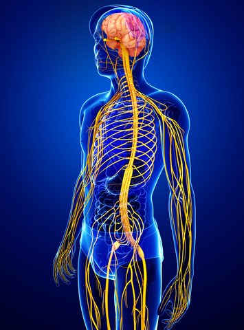 In Multiple Sclerosis, Posture Problems Appear Linked To Areas Of Cns 