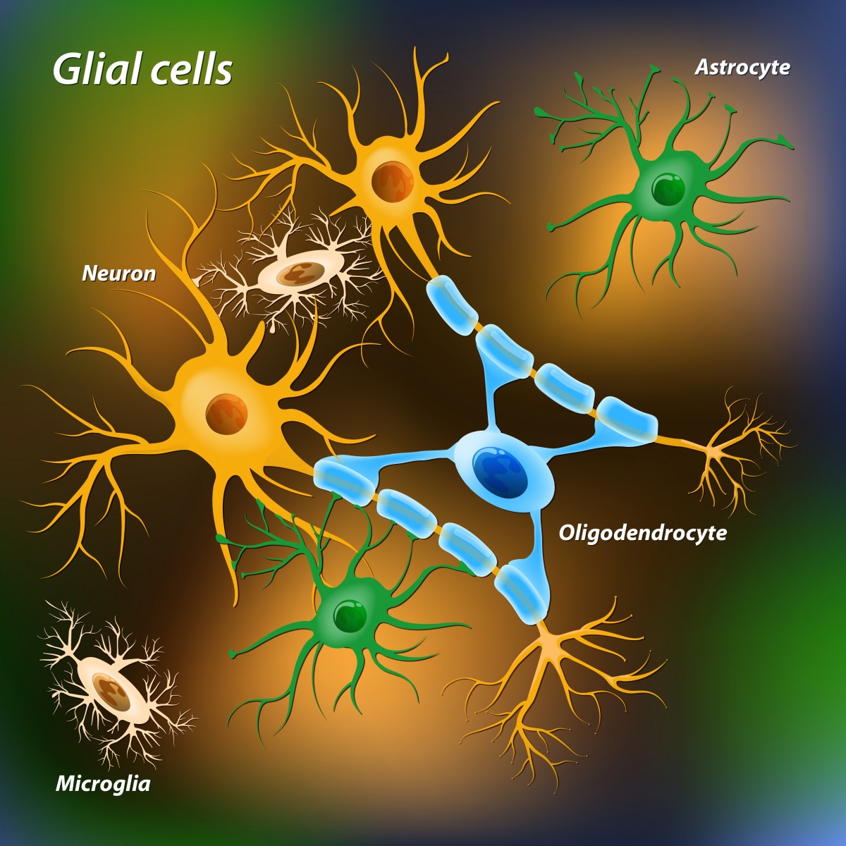 glial cells