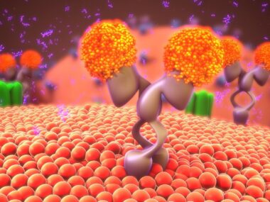 MS preclinical study