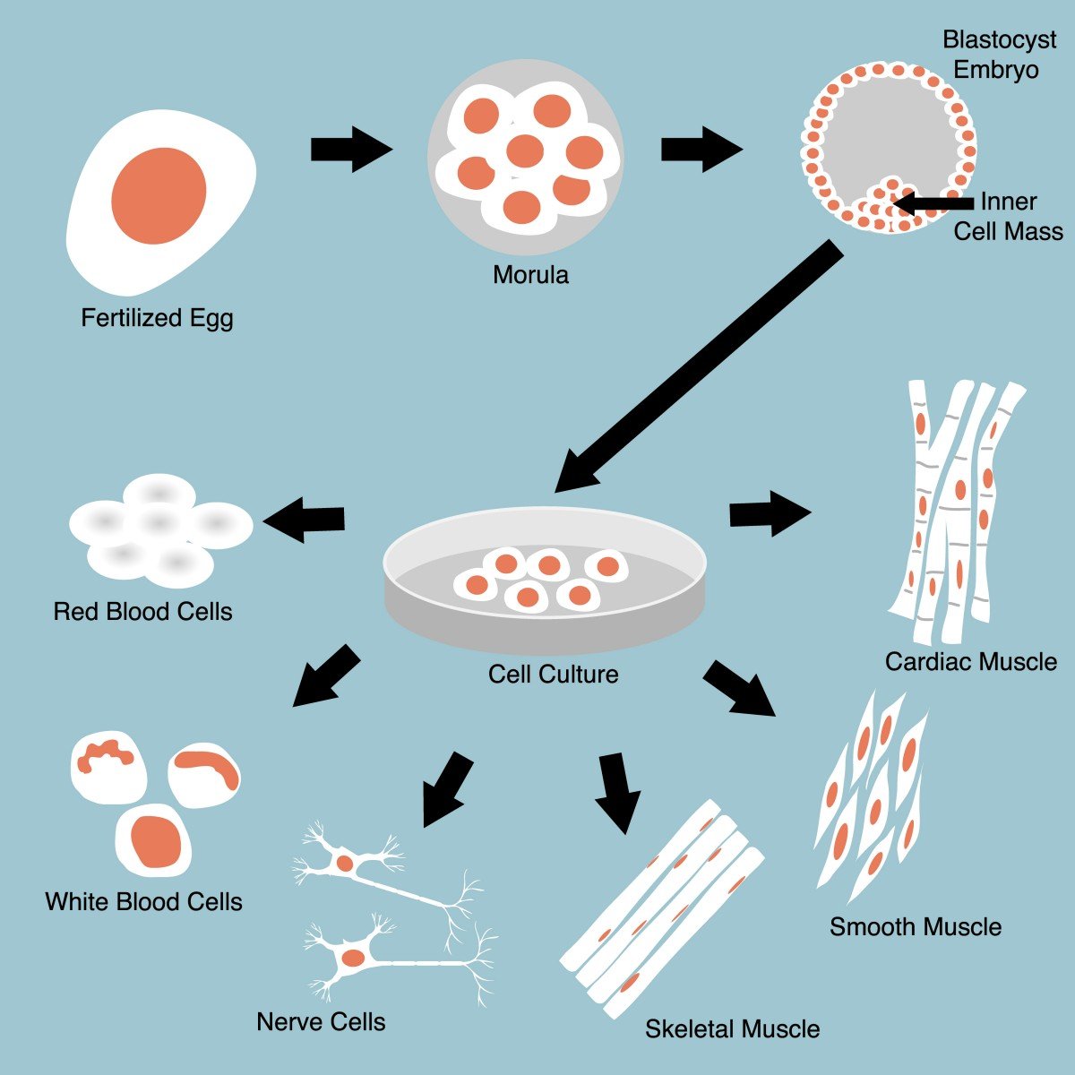 MS brain cell production