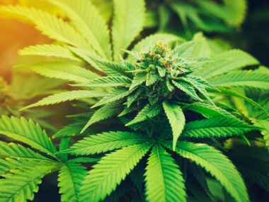 marijuana