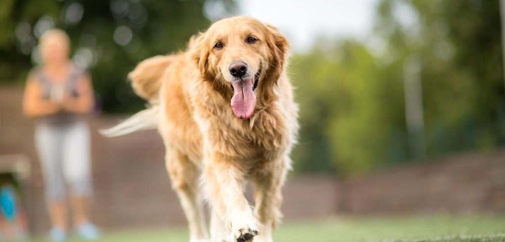 Canine pain and neurontin