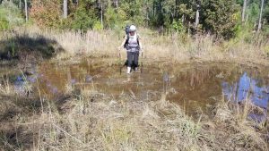 Multiple Sclerosis News Today | MS hiker April Hester crosses a marsh on the Palmetto Trail during her Finish MS Hike in 2017.