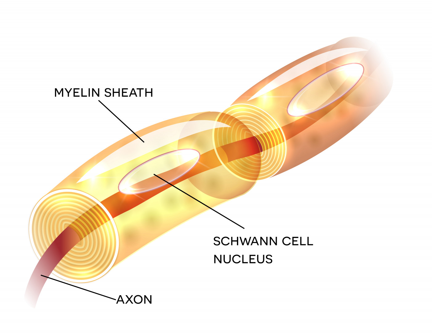 Myelin enzyme study