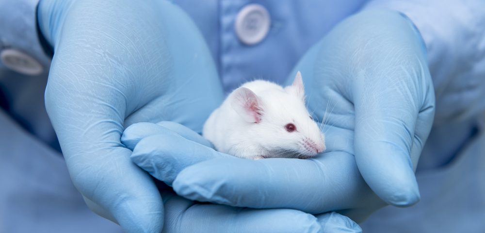 Abnormal Activation of Neutrophils a Potential Therapeutic Target in MS, Mouse Study Suggests Abnormal Activation of Neutrophils a Potential Therapeutic Target in MS, Mouse Study Suggests