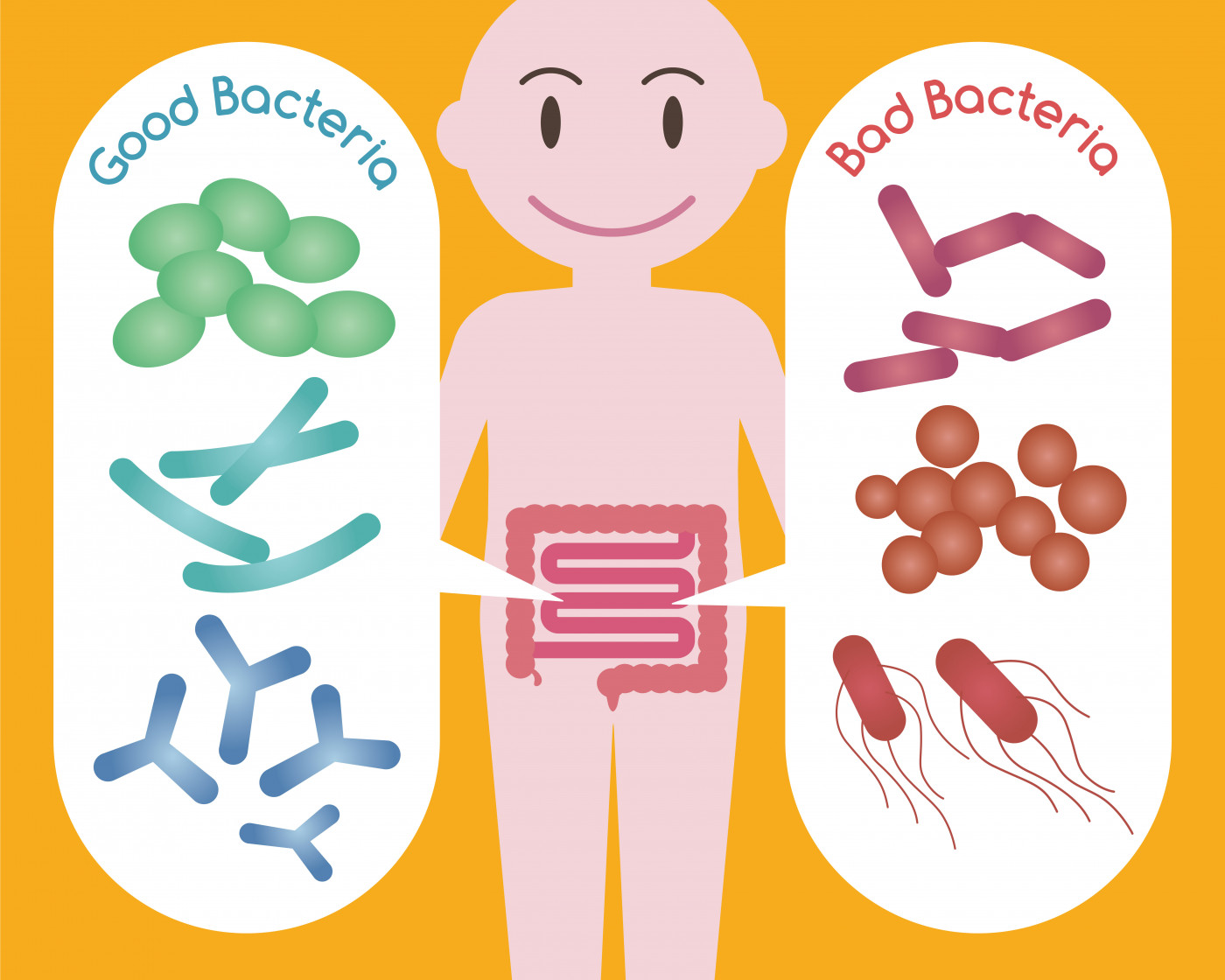 gut bacteria and MS