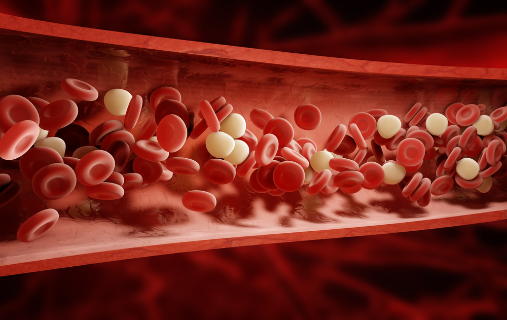 blood-brain barrier and lymphocytes