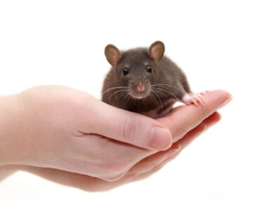 astrocytes, NFIA study