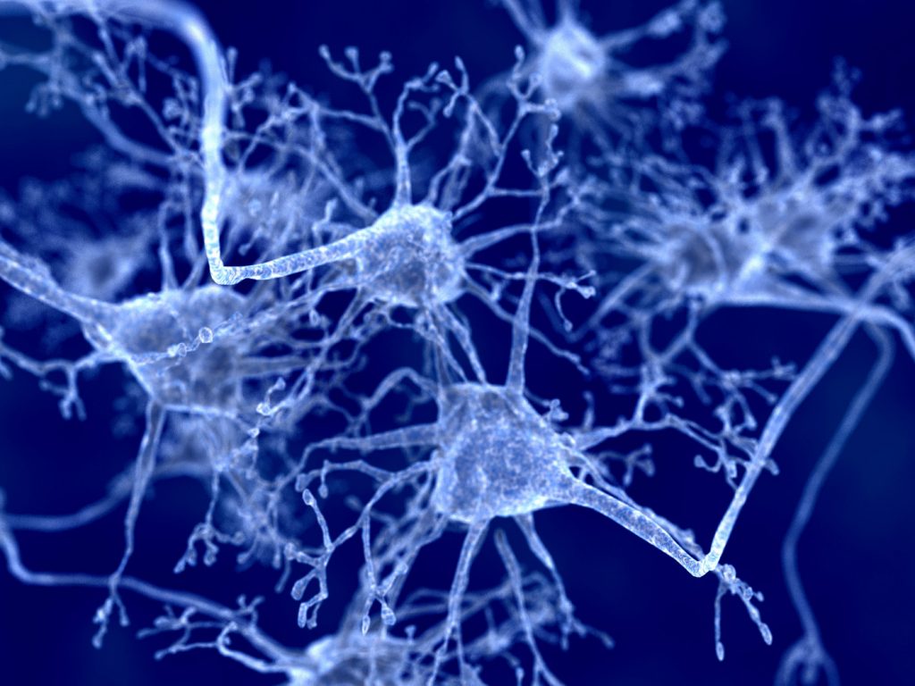 myelin myelin and lipids