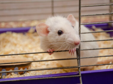 xB3-IL-1RA rodent study