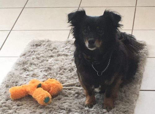 A fluffy black papshund dog next to a bright orange fluffy monster toy sat on a cream rug