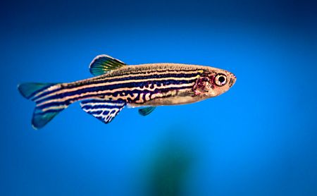 zebrafish animal study