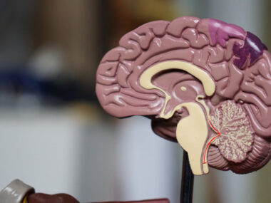 A large plastic model of the brain highlights different regions.