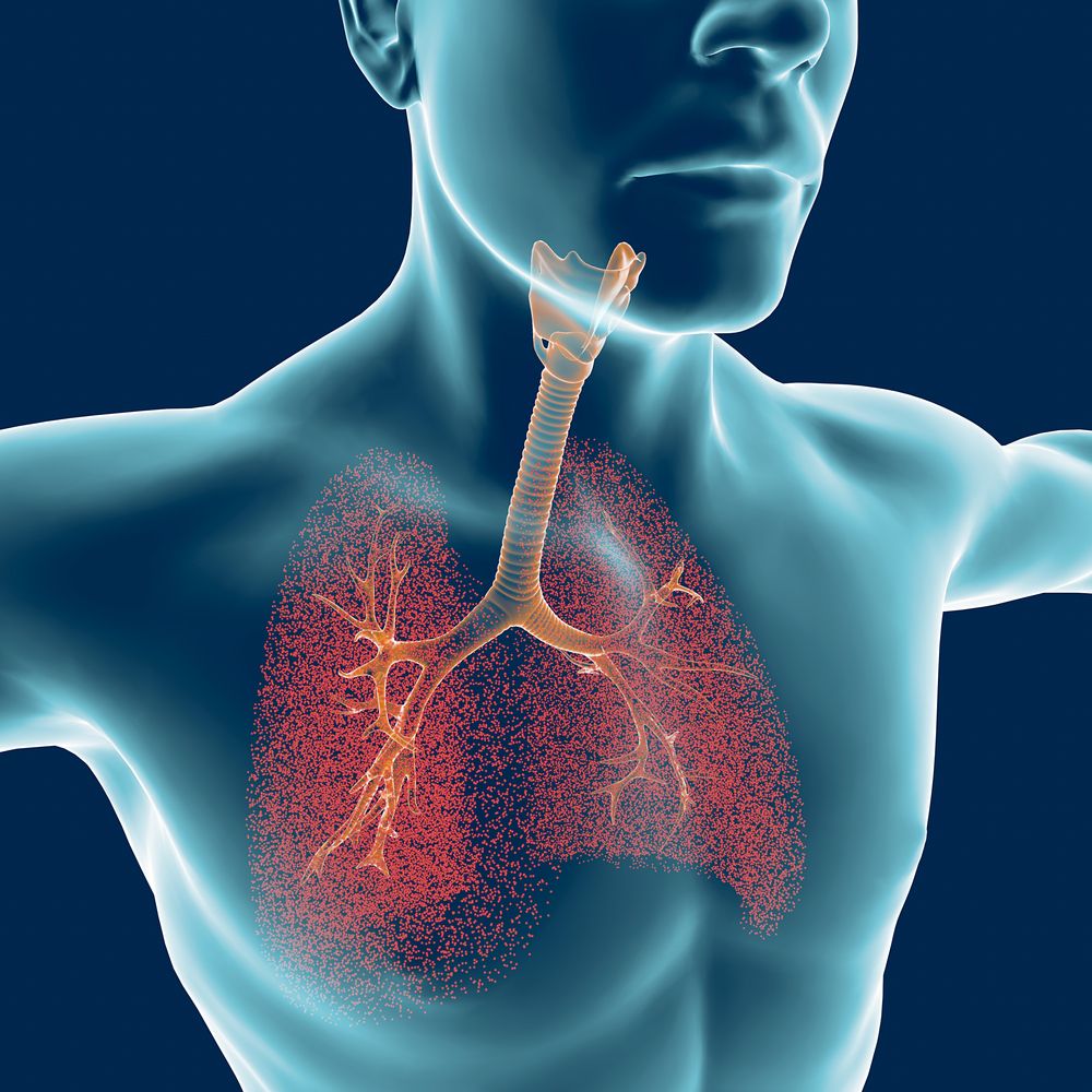 MS and breathing muscles/Multiple Sclerosis News Today/the human airways