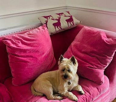 gathering of friends and family | Multiple Sclerosis News Today | A little dog named Dexter reclines on a bright red sofa