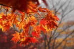 Changing seasons and MS | Multiple Sclerosis News Today | Stock photo of autumn leaves
