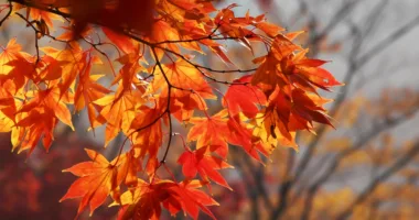 Changing seasons and MS | Multiple Sclerosis News Today | Stock photo of autumn leaves