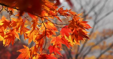 Changing seasons and MS | Multiple Sclerosis News Today | Stock photo of autumn leaves