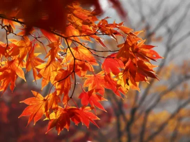 Changing seasons and MS | Multiple Sclerosis News Today | Stock photo of autumn leaves