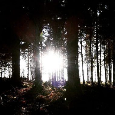 parts that MS stole | Multiple Sclerosis News Today | The sun shines through silhouetted trees in the forest.