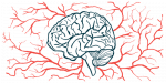 An illustration of the human brain.