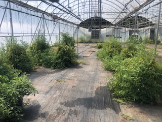 multiple sclerosis physical therapy | Multiple Sclerosis News Today | a photo of a greenhouse, with several green plants on the left and right