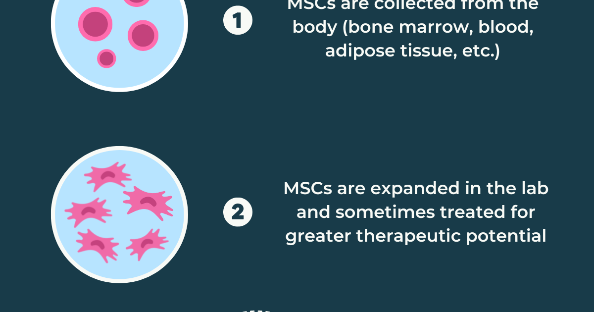 Stem Cell Therapy And MS | Multiple Sclerosis News Today