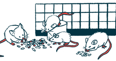 Rodents eat from a pile of food alongside a cage wall.