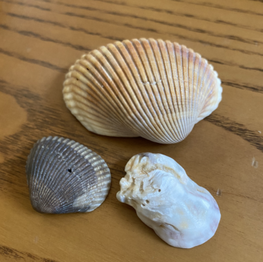 Three whole seashells are arranged on a wooden table.