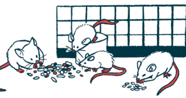 Rodents eat from a pile of food alongside a cage wall.