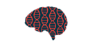 The human brain is shown in profile with DNA chains superimposed on it lengthwise.