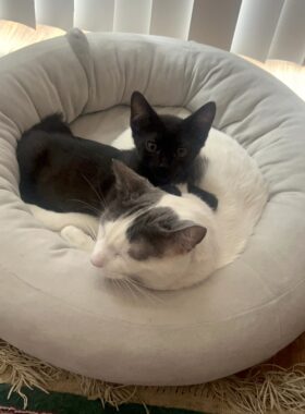 Two cats, one black and one white with gray ears and temples, cuddle together in a gray-white pet bed.