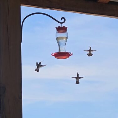 Three hummingbirds hover around a small feeder with a red top and red base, and a clear liquid in the middle. It's set against a blue sky.