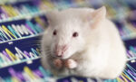 A white mouse is seen with its paws near its mouth.