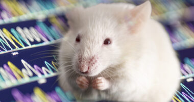 A white mouse is seen with its paws near its mouth.