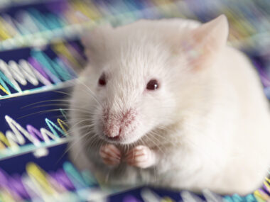 A white mouse is seen with its paws near its mouth.