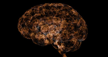 A brain map highlights regions studied for myelin damage and repair.