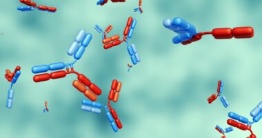 A 3d rendering shows antibodies.