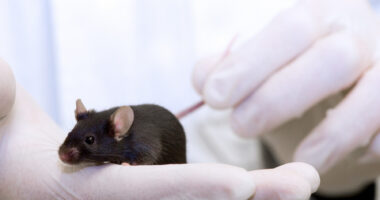 A researcher cradles a black lab mouse in one hand while holding its tail with the other in a close-up photo.
